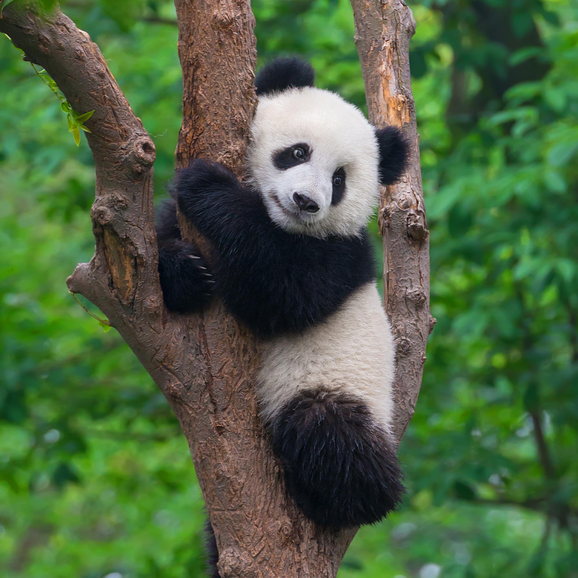 Preserving Photos & Pandas